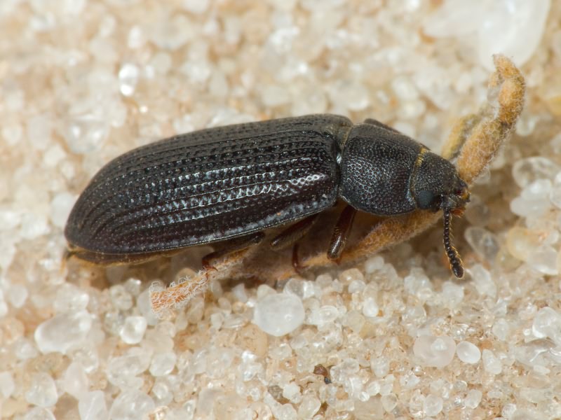 Grynocharis oblonga (Linnaeus, 1758)